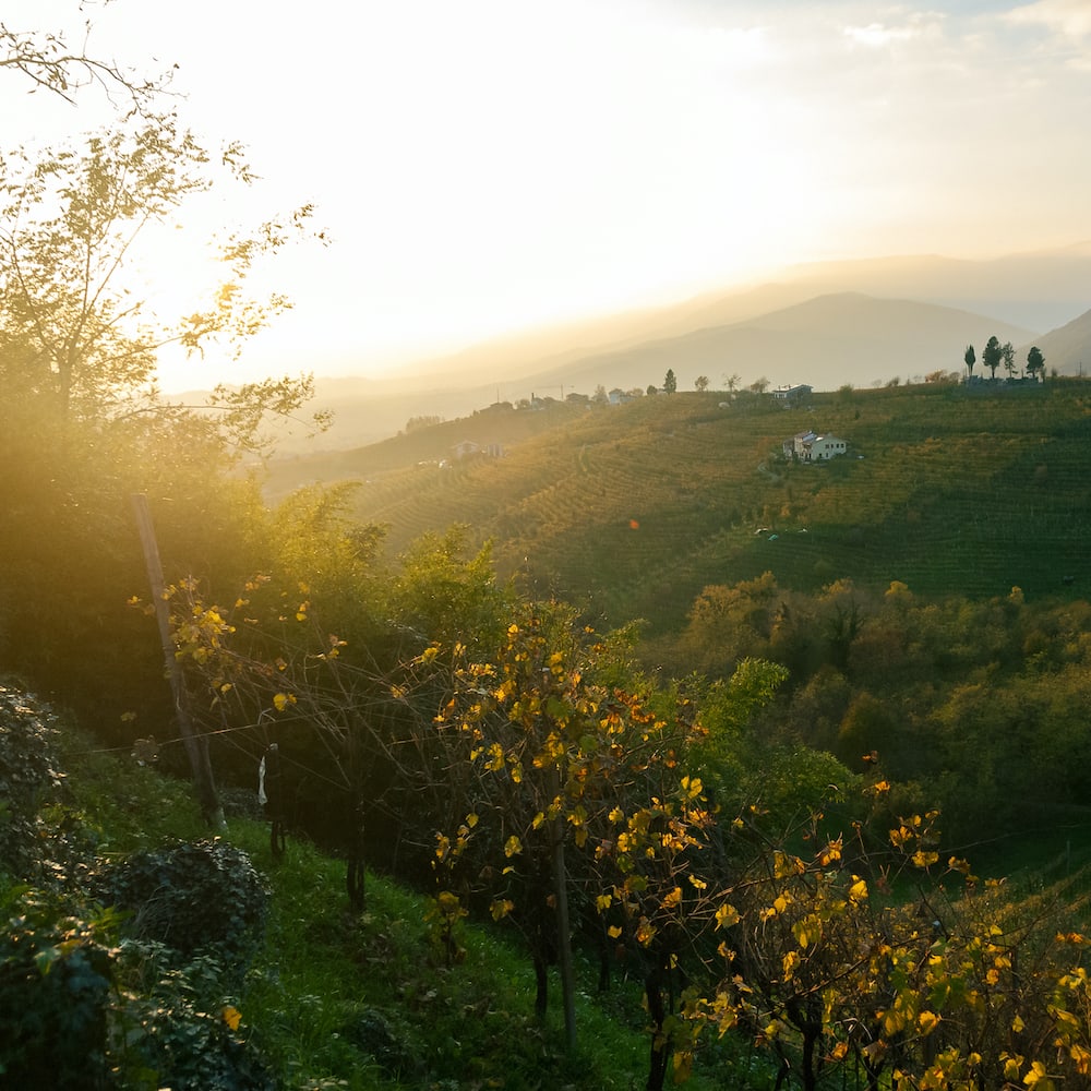 Bottiglie per vino